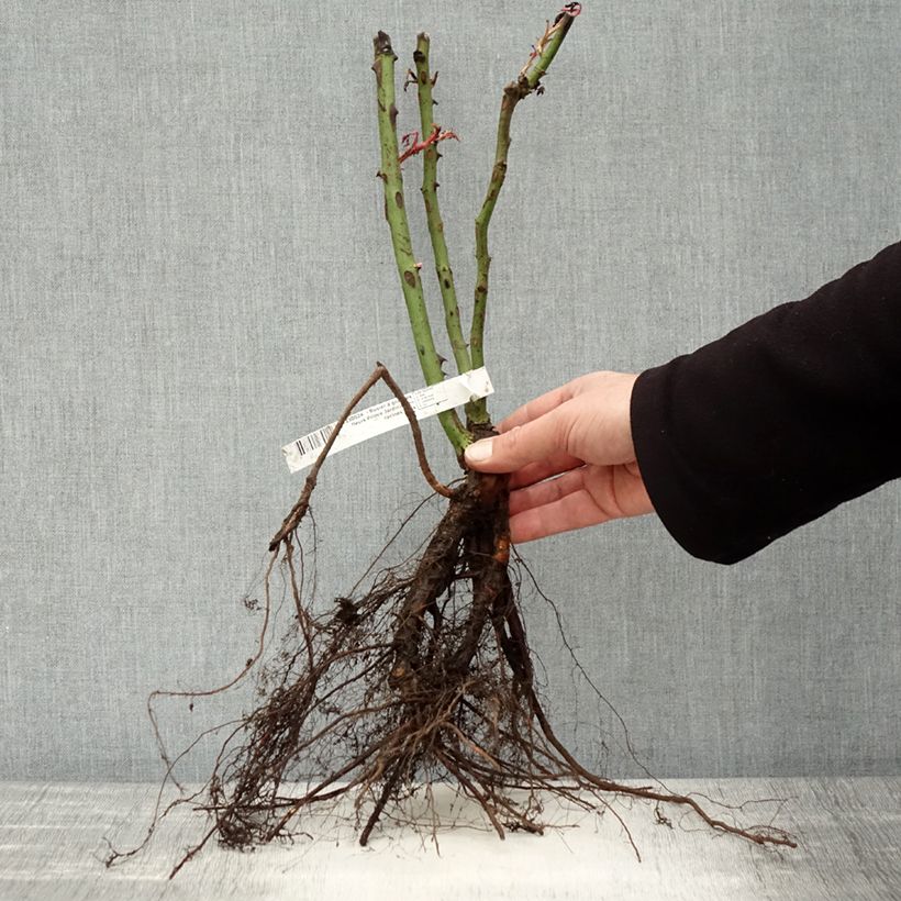 Exemplar von Rosier à grandes fleurs Prince Jardinier en racines nues wie im Winter geliefert