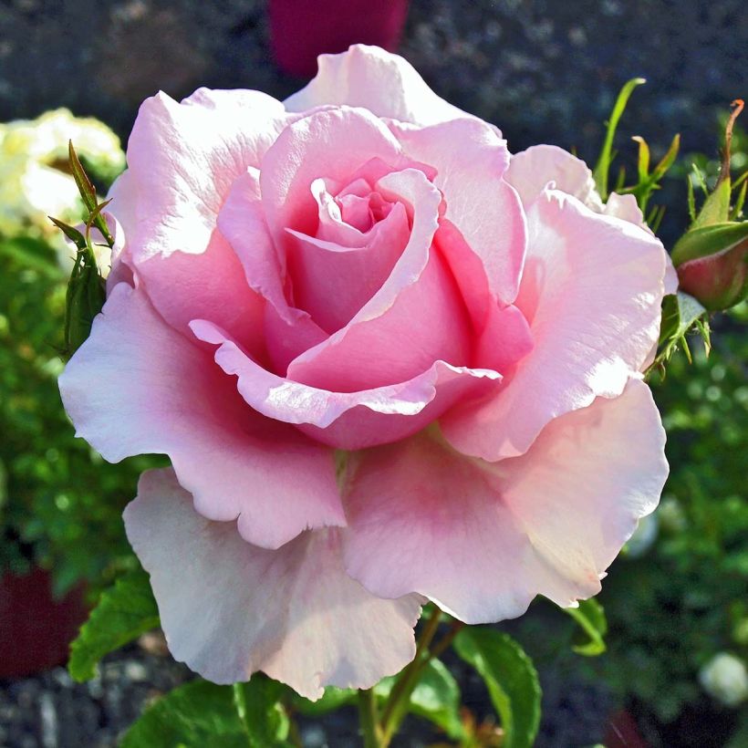 Rosa Sandrine Quétier - Edelrose (Blüte)