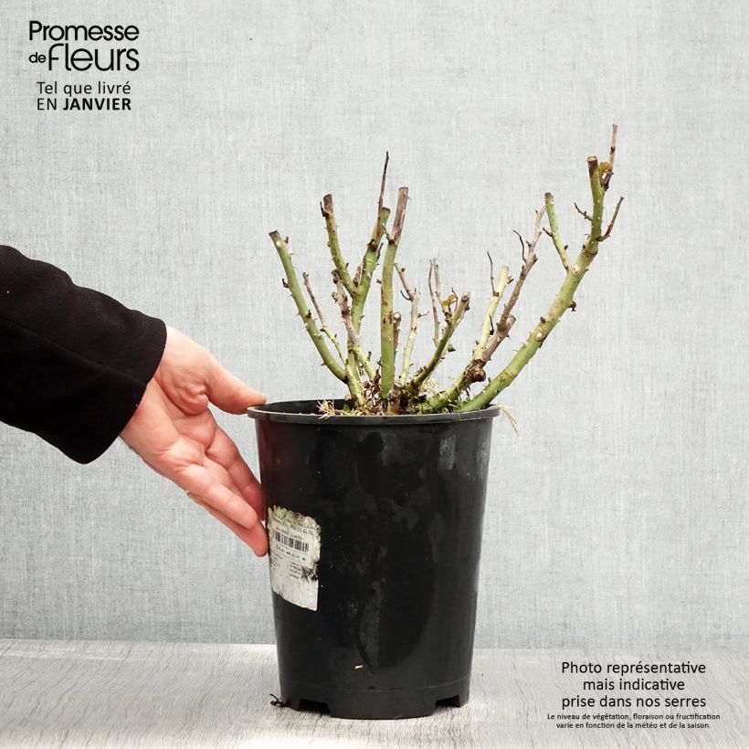 Exemplar von Rosier à pétales comestibles Tiramisu Bio - Pot de 4L/5L wie im Winter geliefert