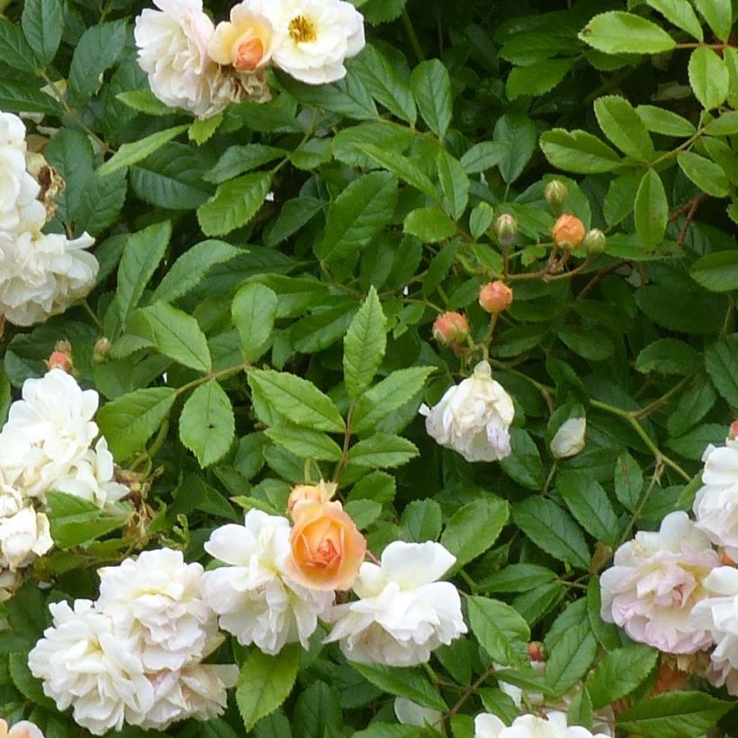 Rosa multiflora Ghislaine de Féligonde - Historische Rose (Laub)