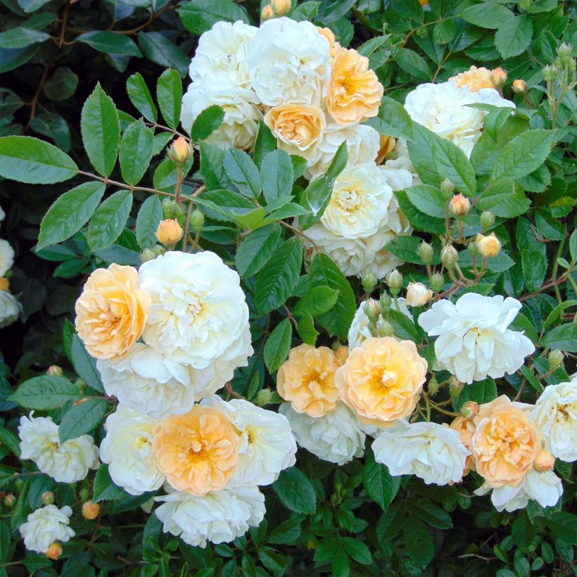 Rosa multiflora Ghislaine de Féligonde - Historische Rose (Blüte)