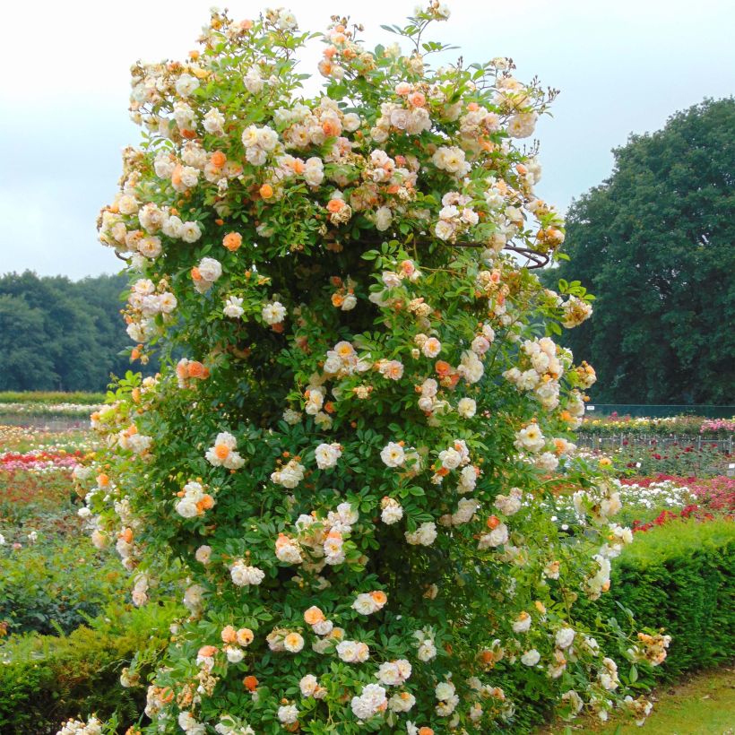 Rosa multiflora Ghislaine de Féligonde - Historische Rose (Hafen)