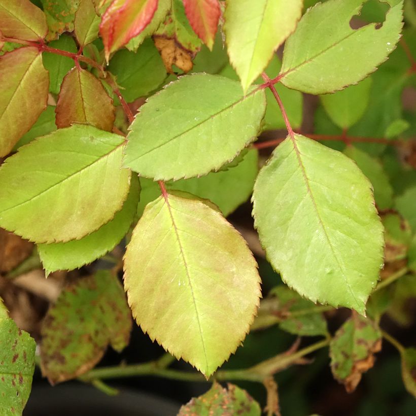 Rosa Gruss An Aachen - Historische Rose (Laub)