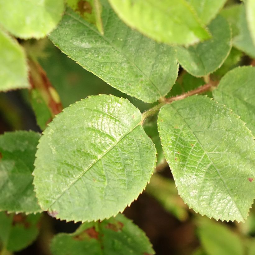 Rosa centifolia muscosa Henri Martin - Zentifolie (Laub)