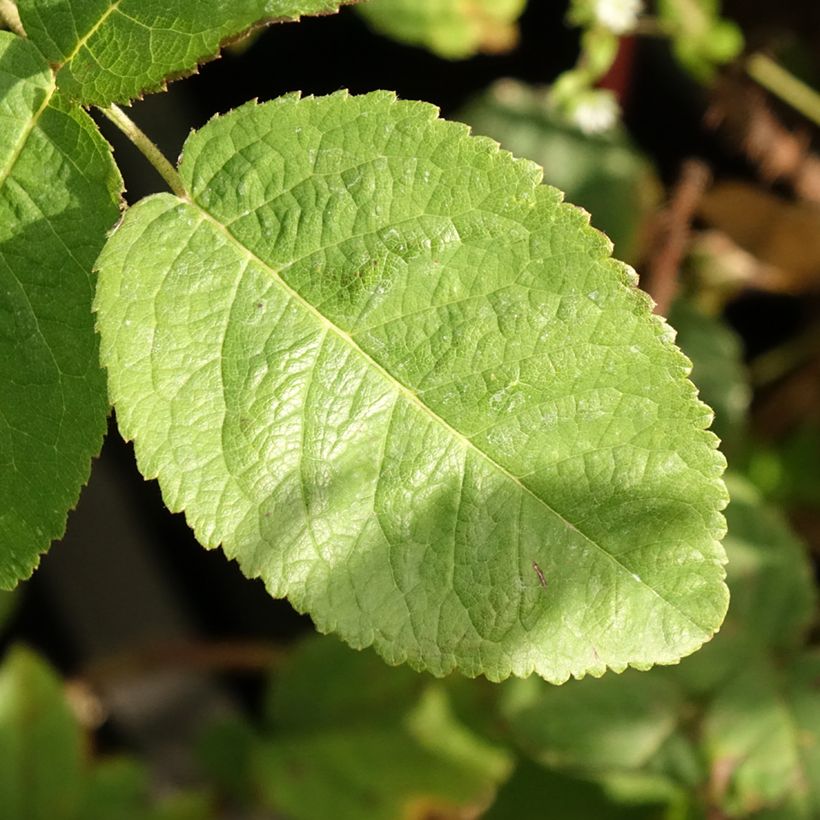 Rosa Trigintipetala - Historische Rose (Laub)