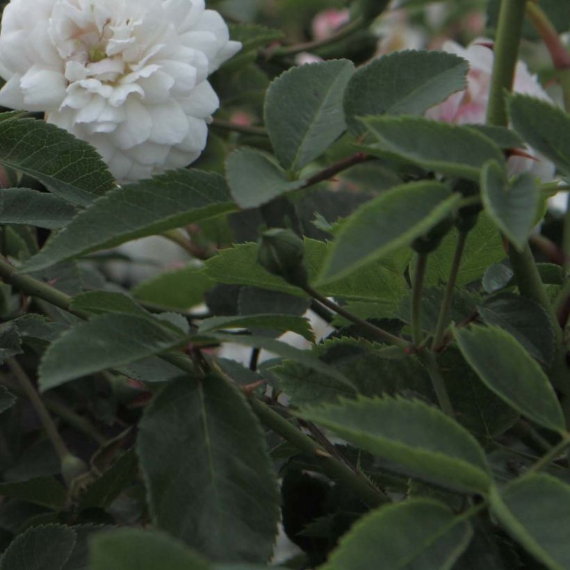 Rosa Little White Pet - Historische Rose (Laub)