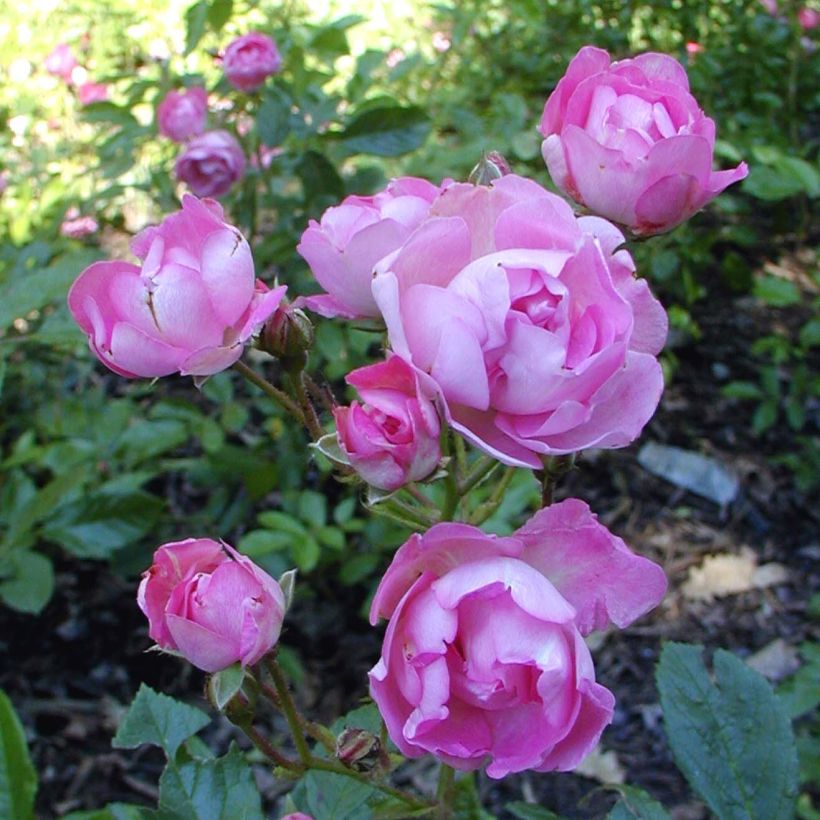 Rosa polyantha Maman Turbat - Historische Rose (Blüte)