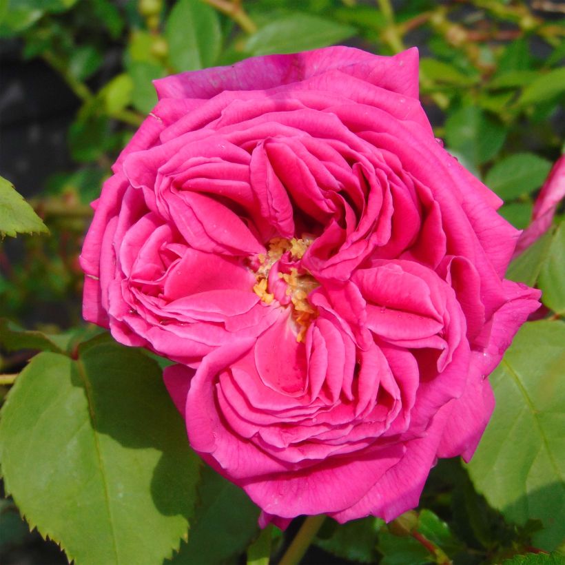 Rosa Mme Issac Pereire - Historische Rose (Blüte)