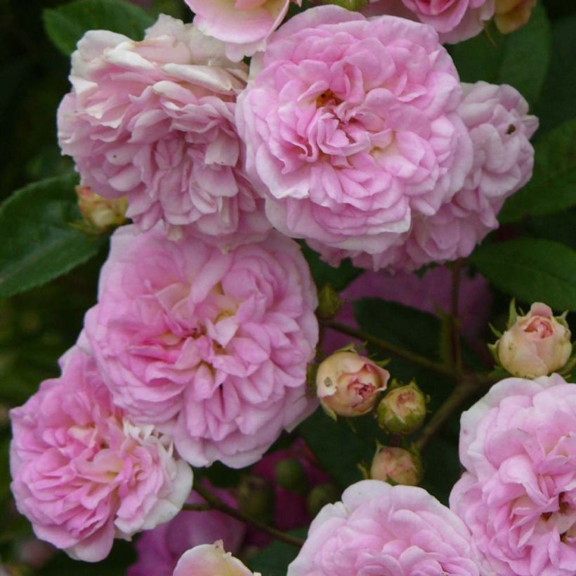 Rosa multiflora Pink Ghislaine de Féligonde - Historische Rose (Blüte)