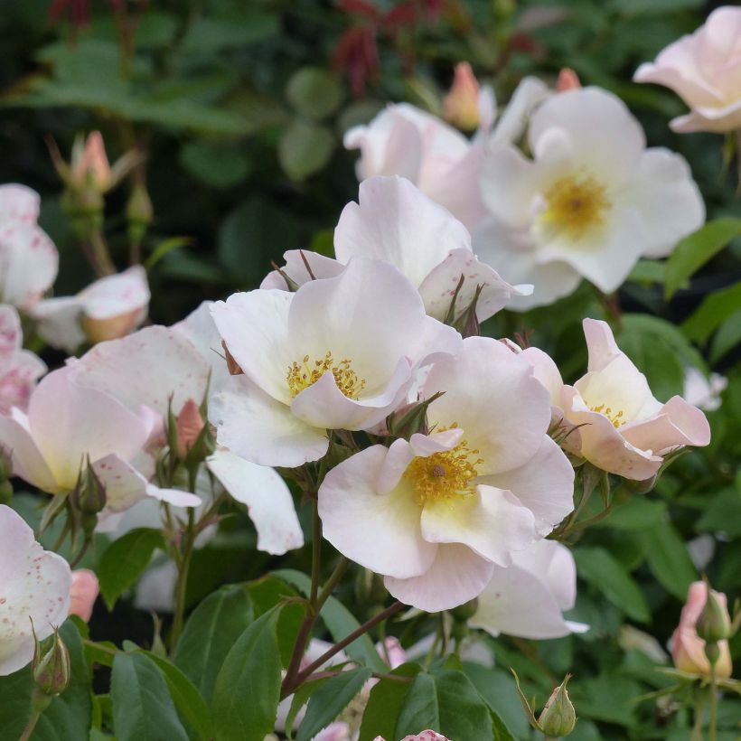 Rosa Sally Holmes - Moderne Hybrid-Rose (Blüte)