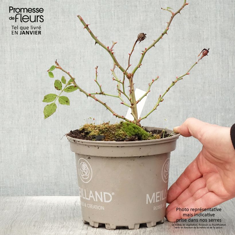 Exemplar von Rosier arbustif Friendly Purple Meicosme - Pot de 2L/3L wie im Winter geliefert