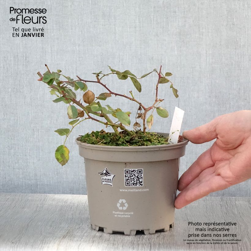 Exemplar von Rosier arbustif Friendly Red Meiariba - Pot de 2L/3L wie im Winter geliefert