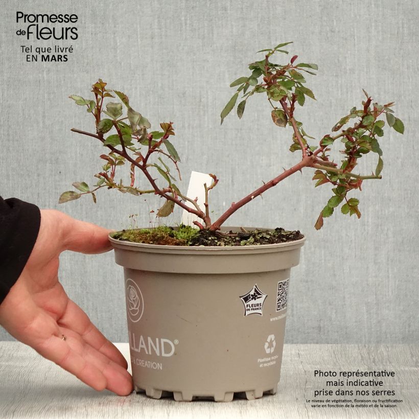 Exemplar von Rosa polyantha Friendly Red Meiariba - Polyantha-Rose Topf mit 2L/3L wie im Frühjahr geliefert