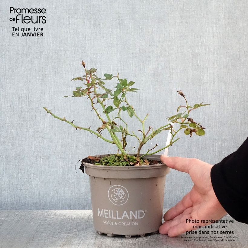 Exemplar von Rosier arbustif Friendly Sweet Meinatope - Pot de 2L/3L wie im Winter geliefert