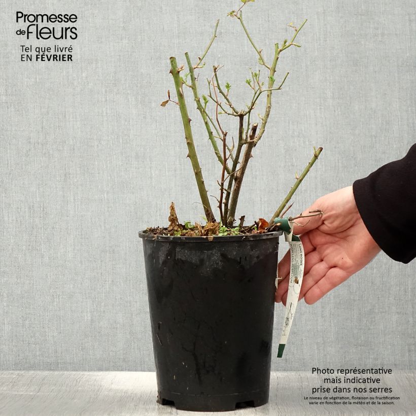 Exemplar von Rosier arbustif Heavenly Pink - en pot 4L/5L. wie im Winter geliefert