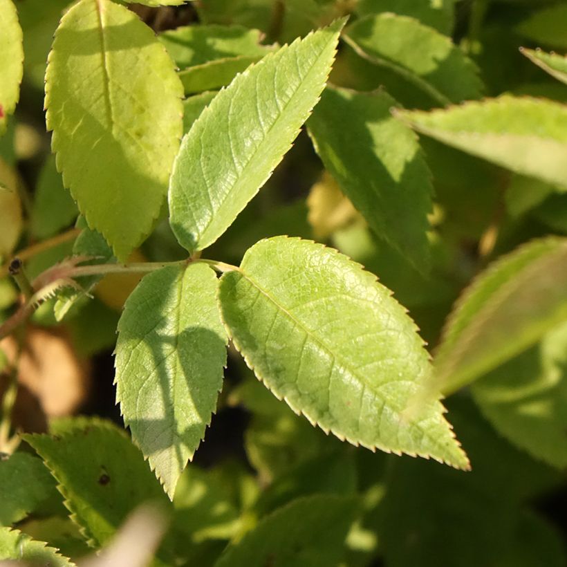 Rosa moschata Petite de Terre Franche - Moschus-Rose (Laub)