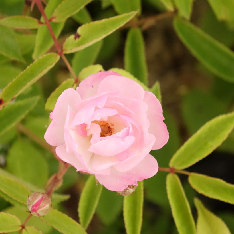 Rosa moschata Petite de Terre Franche - Moschus-Rose (Blüte)