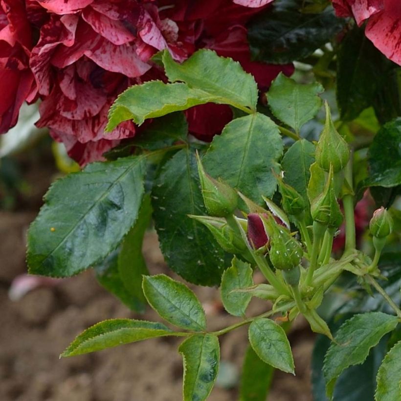 Rosa La Reine de la Nuit - Moderne Beetrose (Laub)