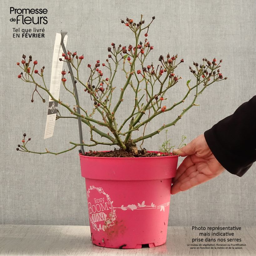 Exemplar von Rosier arbustif Rosy Boom Mini - Pot de 6L/7L wie im Winter geliefert