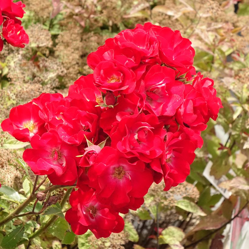 Rosa Rosy Boom rouge La Belle Rouge - Polyantha-Rose (Blüte)