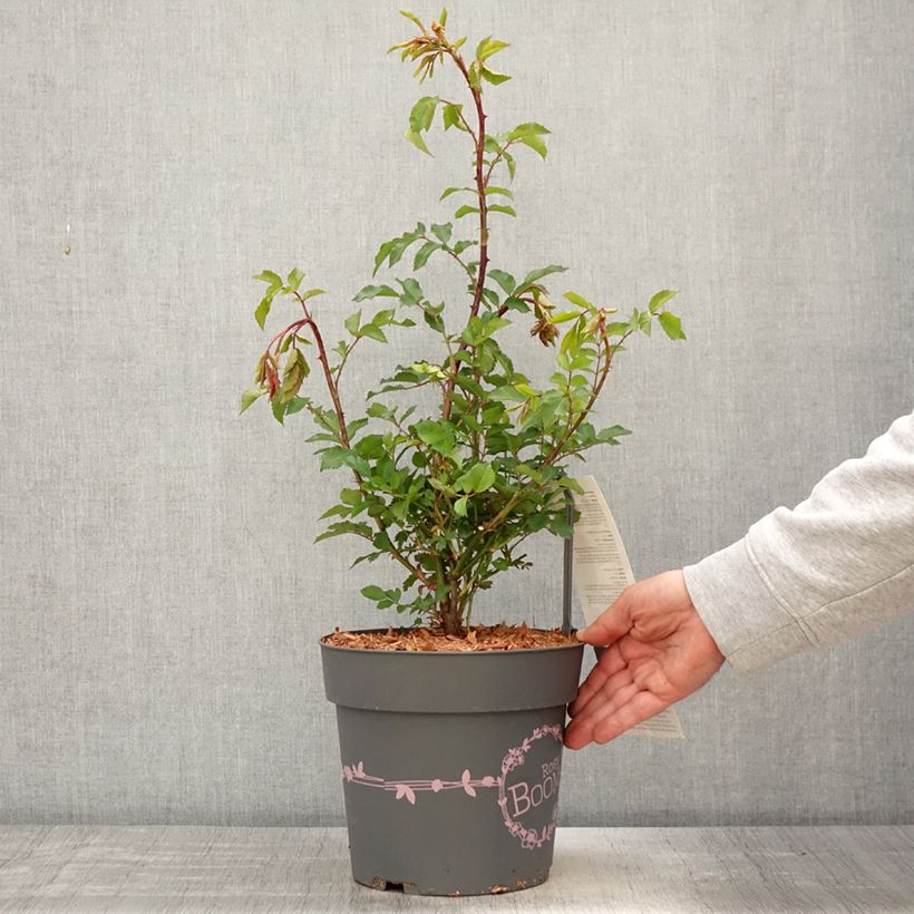 Exemplar von Rosa Rosy Boom rouge La Belle Rouge - Polyantha-Rose Topf mit 6L/7LGelieferte Höhe ca. 20/+cm wie im Frühjahr geliefert