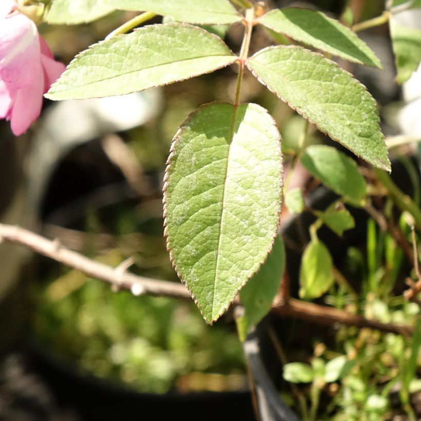 Rosa moschata Twins - Moschus-Rose (Laub)