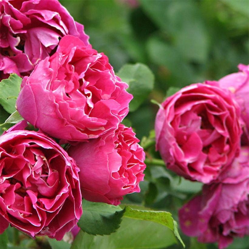 Rosa Baron Girod de l'Ain - Historische Rose (Blüte)