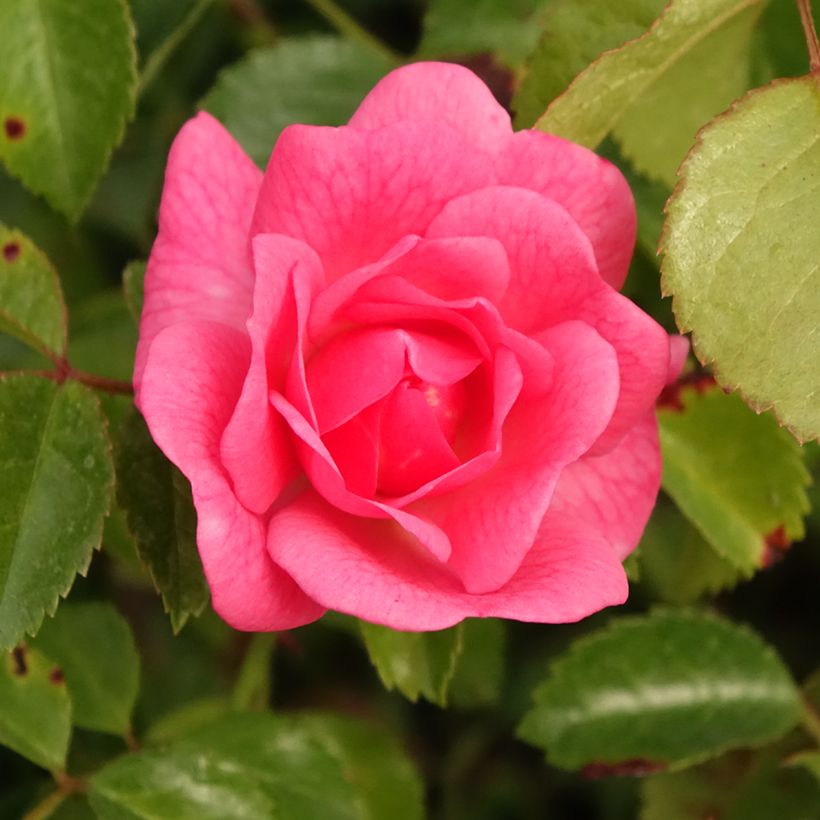 Rosa polyantha Bees Paradise Pink - Polyantha-Rose (Blüte)