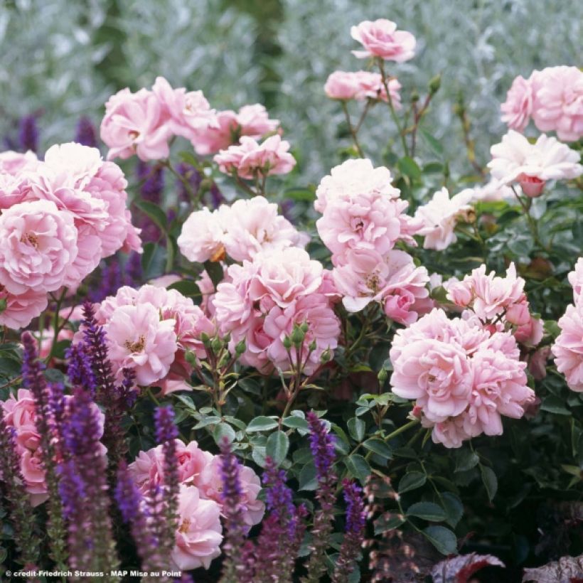 Rosa Bonica - Beetrose (Blüte)