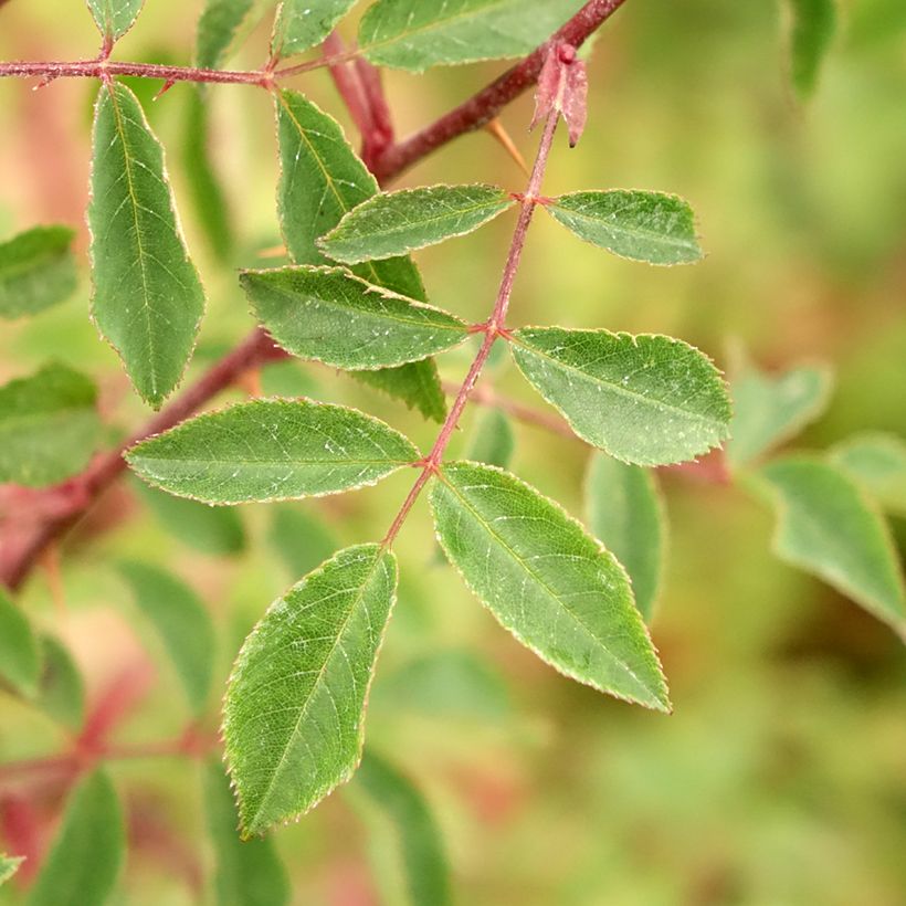 Rosa pendulina Bourgogne - Alpen-Hagrose (Laub)