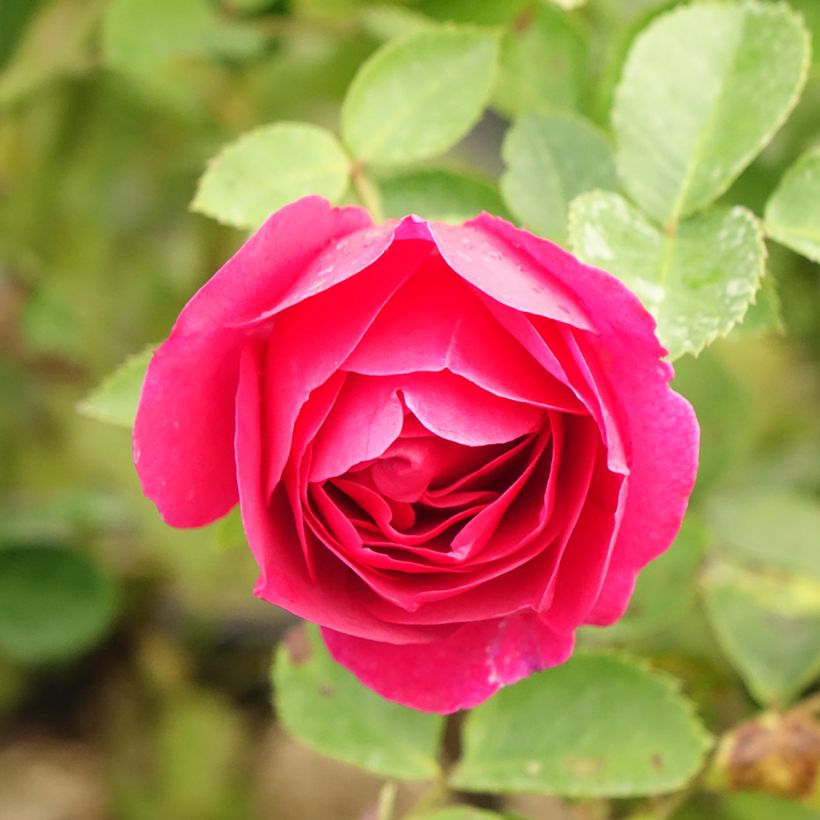 Rosa Kaffe Fassett - Beetrose (Blüte)