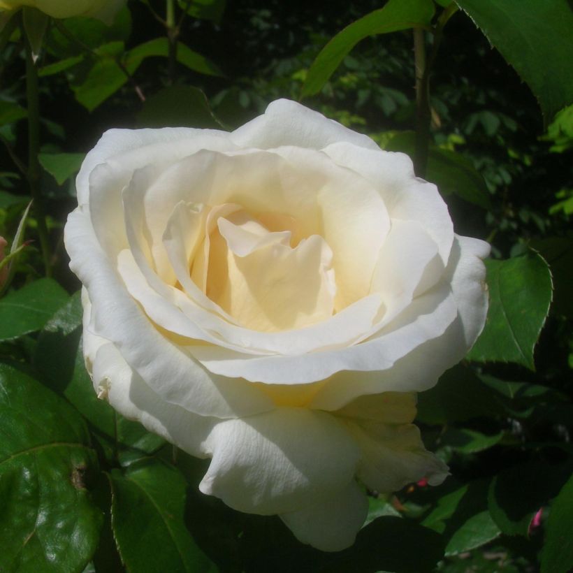 Rosa Pascali - Edelrose (Blüte)