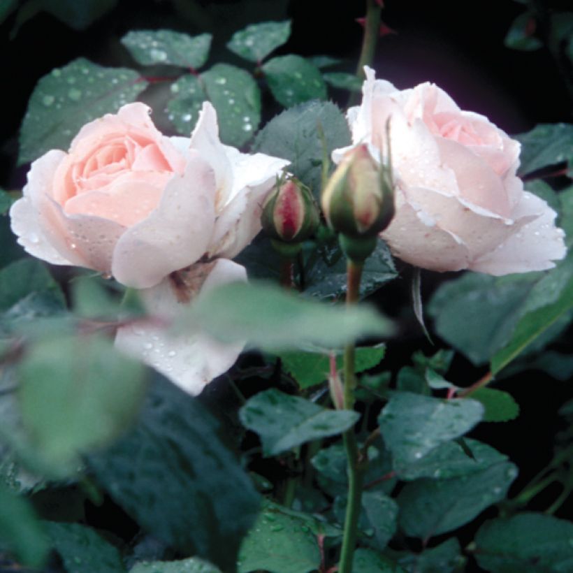 Rosa Clair Renaissance - Edelrose (Laub)