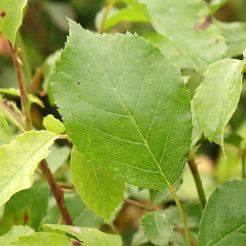 Rosa Larissa - Bodendecker-Rose (Laub)