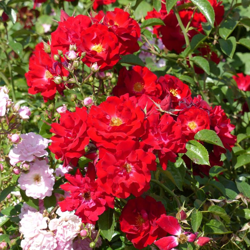 Rosa Mainaufeuer - Bodendecker-Rose (Blüte)