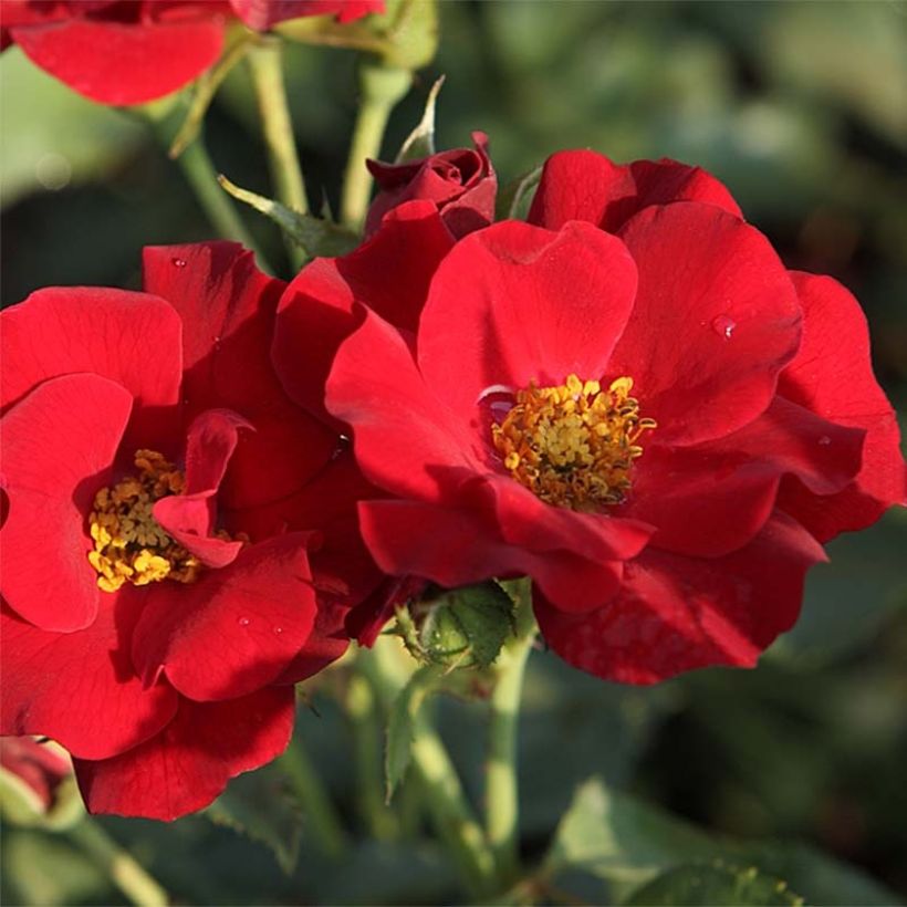 Rosa Marondo - Bodendecker-Rose (Blüte)