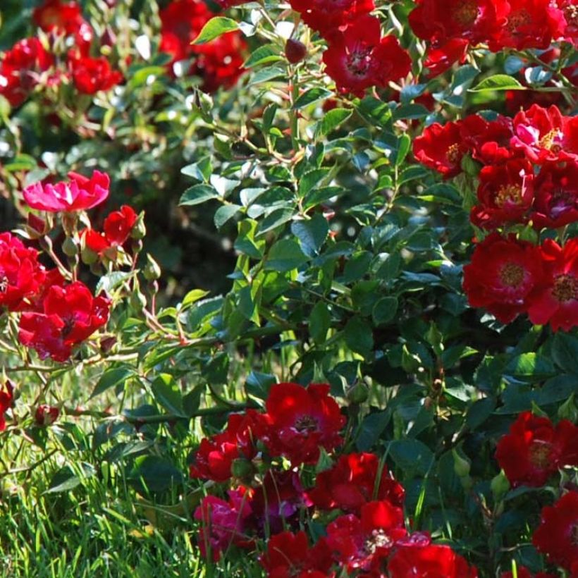 Rosa Rouge Cascade - Bodendecker-Rose (Laub)