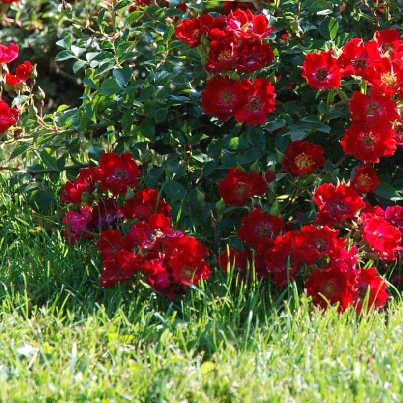 Rosa Rouge Cascade - Bodendecker-Rose (Blüte)