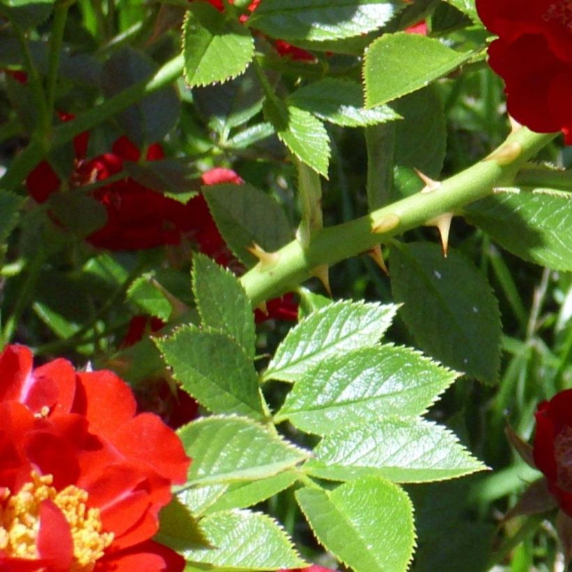 Rosa Tapis Rouge Interop - Bodendecker-Rose (Laub)