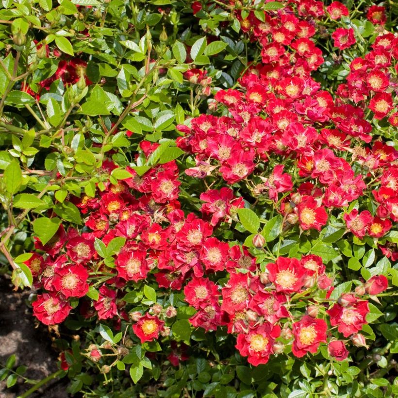 Rosa Tapis Rouge Interop - Bodendecker-Rose (Blüte)