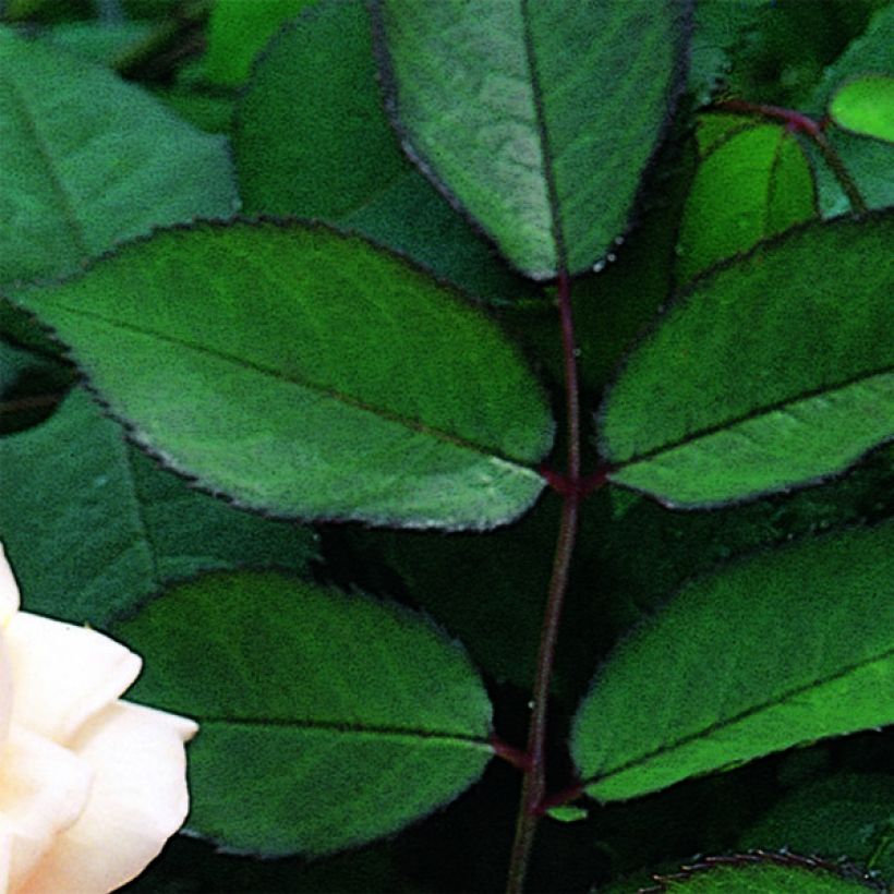 Rosa A Shropshire Lad - Englische Rose (Laub)