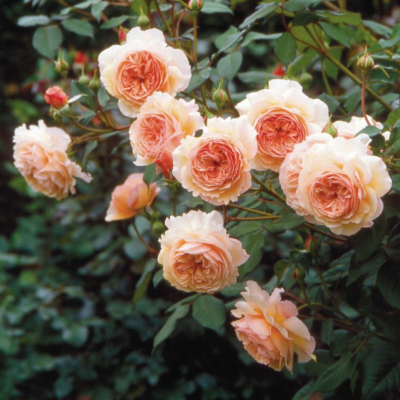 Rosa A Shropshire Lad - Englische Rose (Blüte)