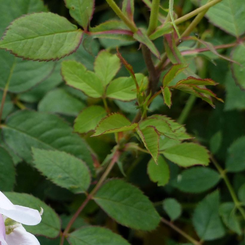 Rosa Lady Salisbury - Englische Rose (Laub)