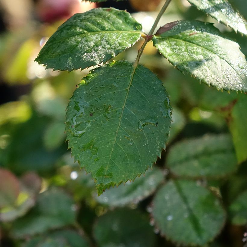 Rosa Princess Alexandra of Kent - Englische Rose (Laub)