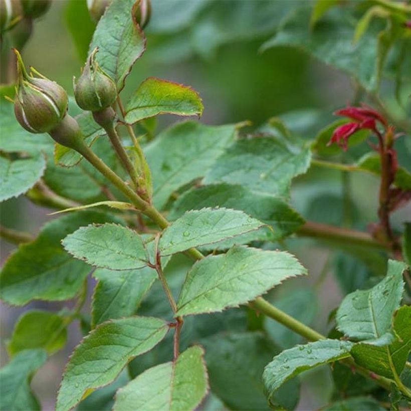 Rosa The Mill on the Floss - Englische Rose (Laub)