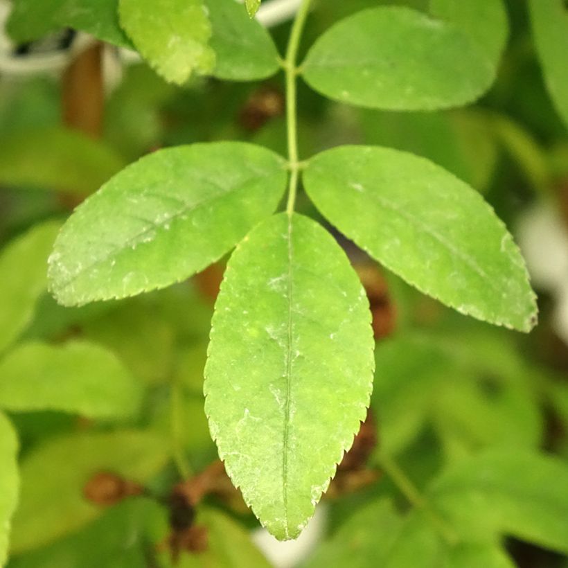 Rosa banksiae var. banksiae Alba Plena - Meran-Rose (Laub)