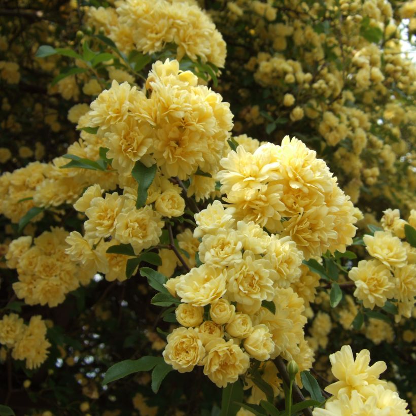 Rosa banksiae Lutea - Meran-Rose (Blüte)