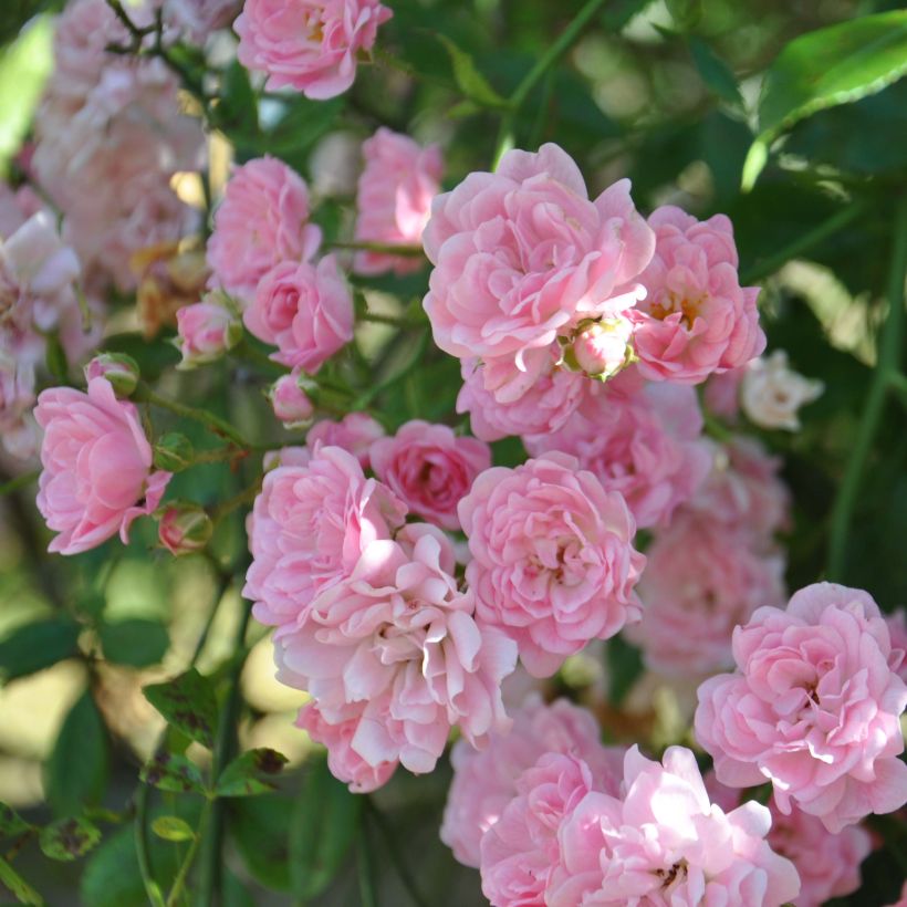 Rosa banksiae Rosea - Meran-Rose (Blüte)