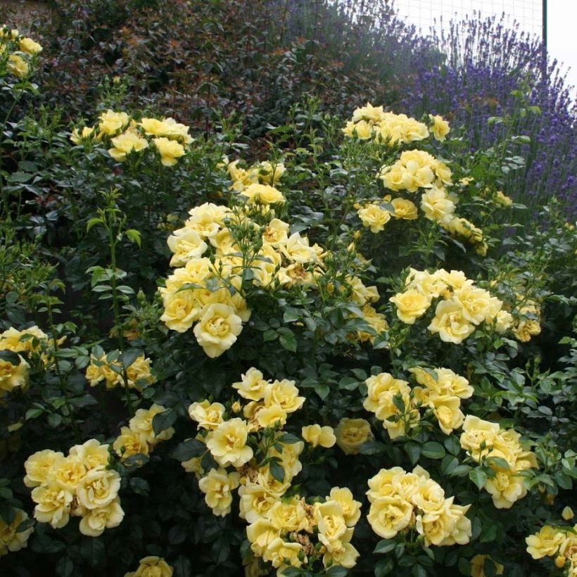 Rosa Suneva - Bodendecker-Rose (Blüte)