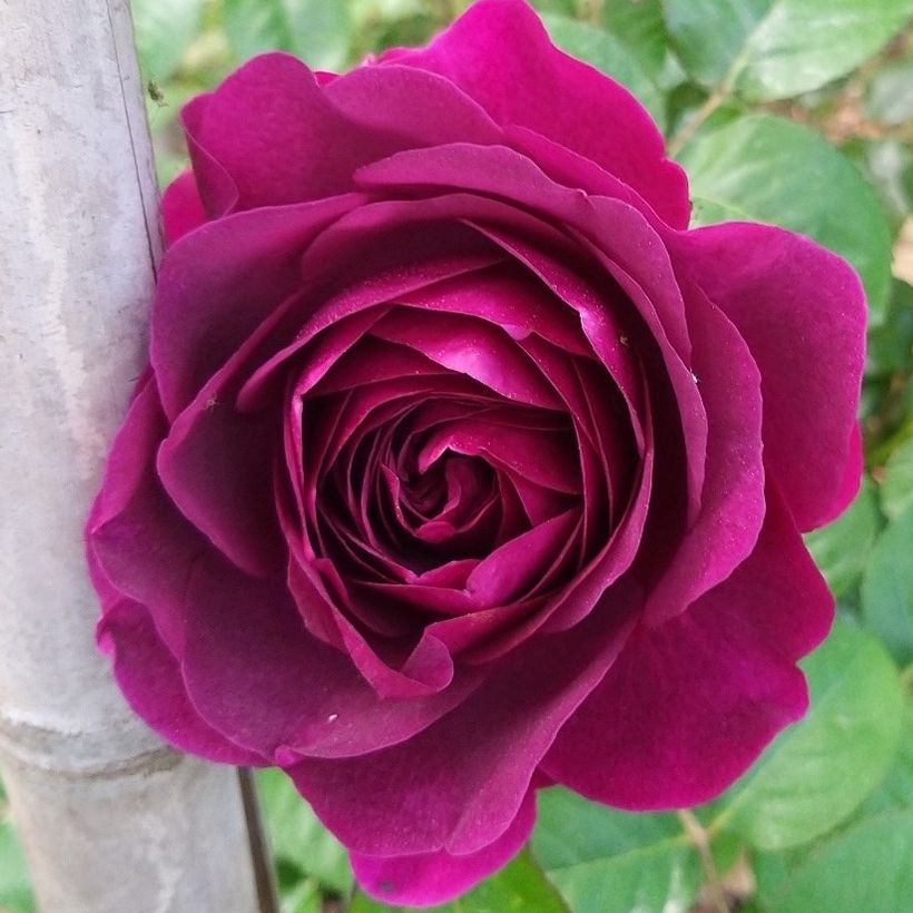 Rosa Purple Voluptia - Bodendecker-Rose (Blüte)